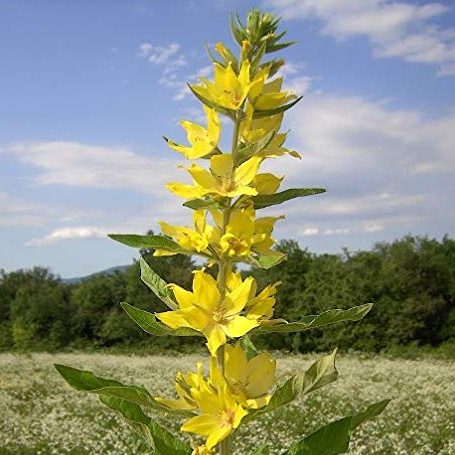 Agrimony