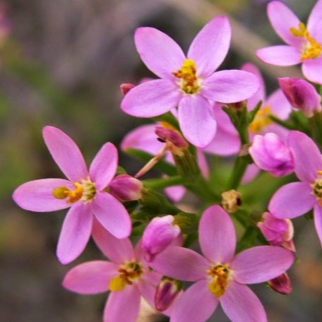 Centaury