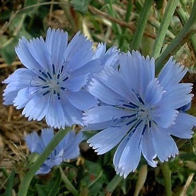 Chicory