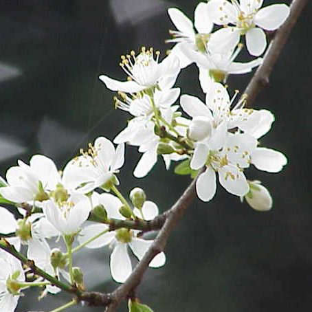 Cherry Plum